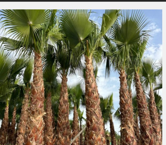 Rangée de palmiers Washingtonia robusta matures, plus de 3 m, pépinière.